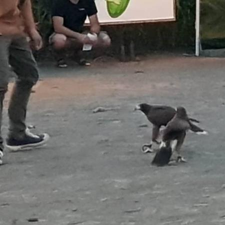 Nagyobb kép megtekintése